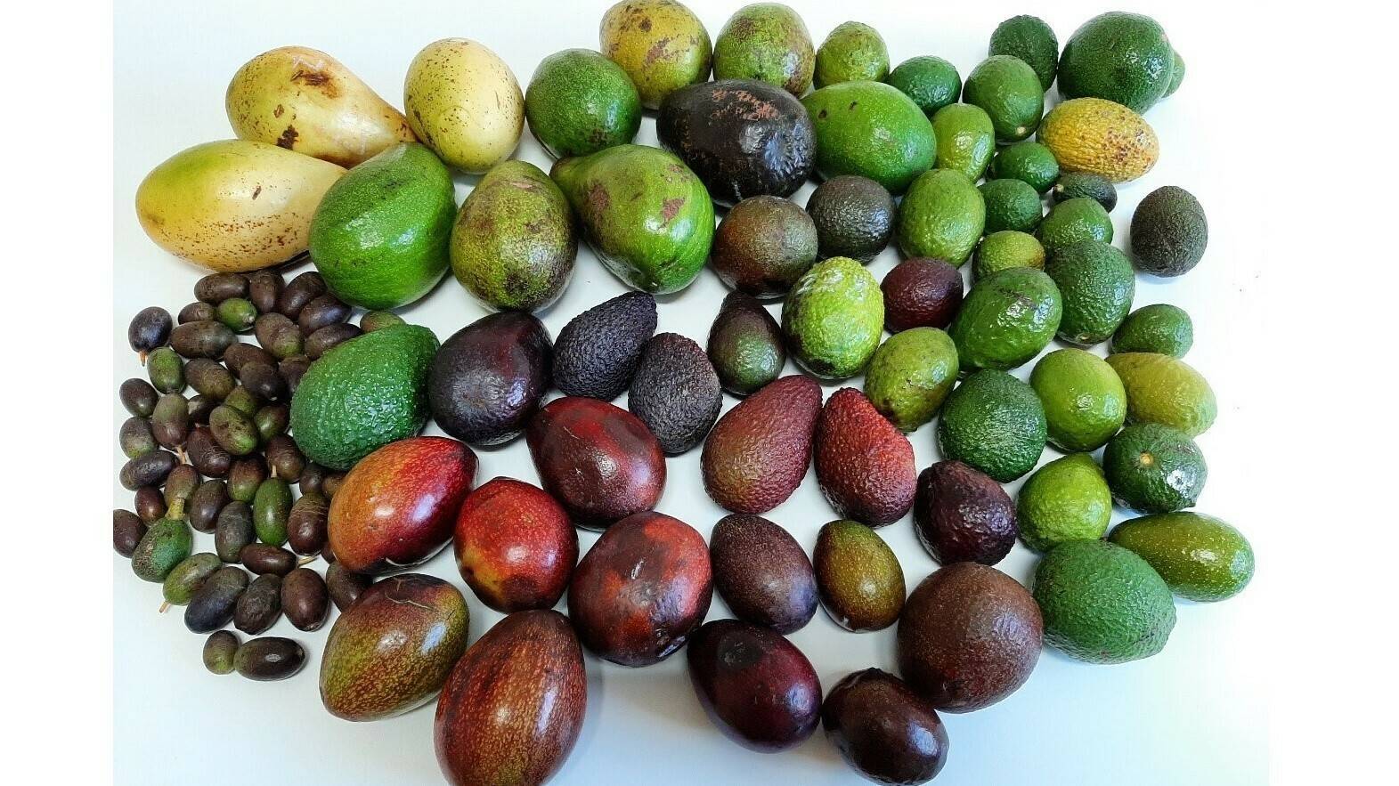 aguacate-españa-iñaki-hormaza|aguacate-palta-hass|comercio-aguacate